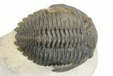 Hollardops Trilobite With Scabriscutellum - Multi-Toned Shell #251434-3